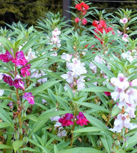 Camelia Flowered Mixed