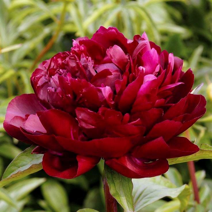 Cherry Hill Peony