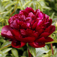 Cherry Hill Peony