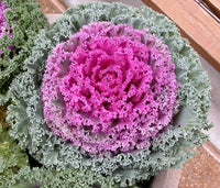 Heirloom Non-GMO Purple Kale Flower Seeds for Edible Ornamental Garden Planting