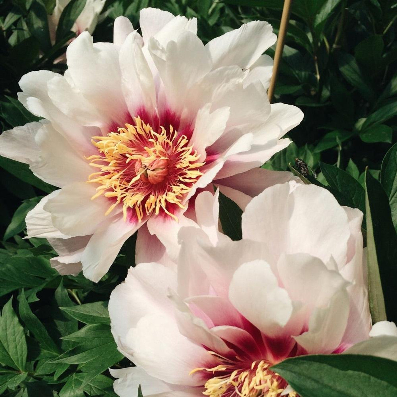 Cora Louise Itoh Peony