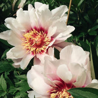 Cora Louise Itoh Peony
