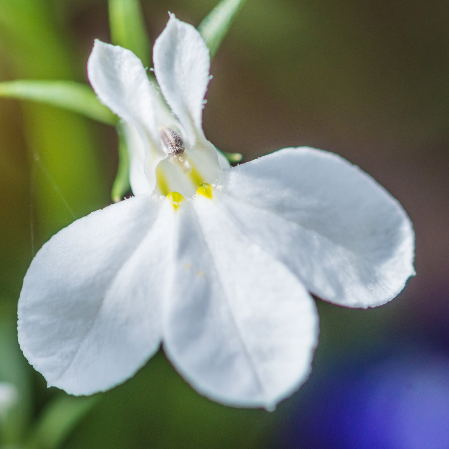 Lobelia- White Lady