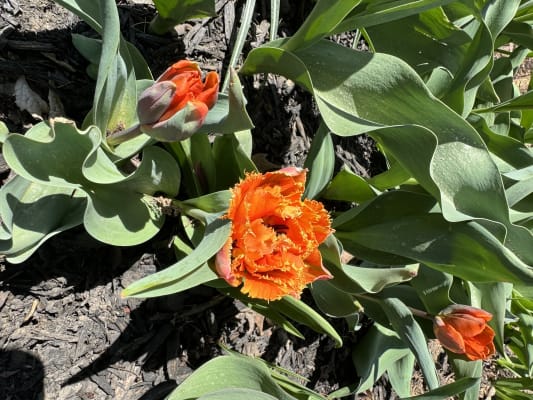 Cranberry-Apple Crunch Tulip Mixture Seeds