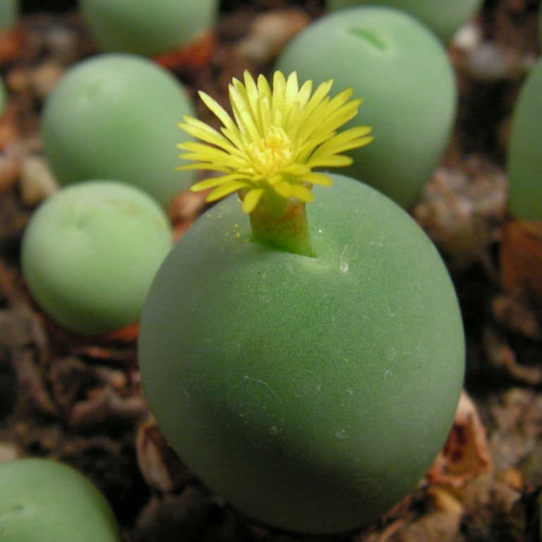 Conophytum Calculus Seeds for Planting – Organic, Heirloom, Non-GMO Rare Succulent Seeds