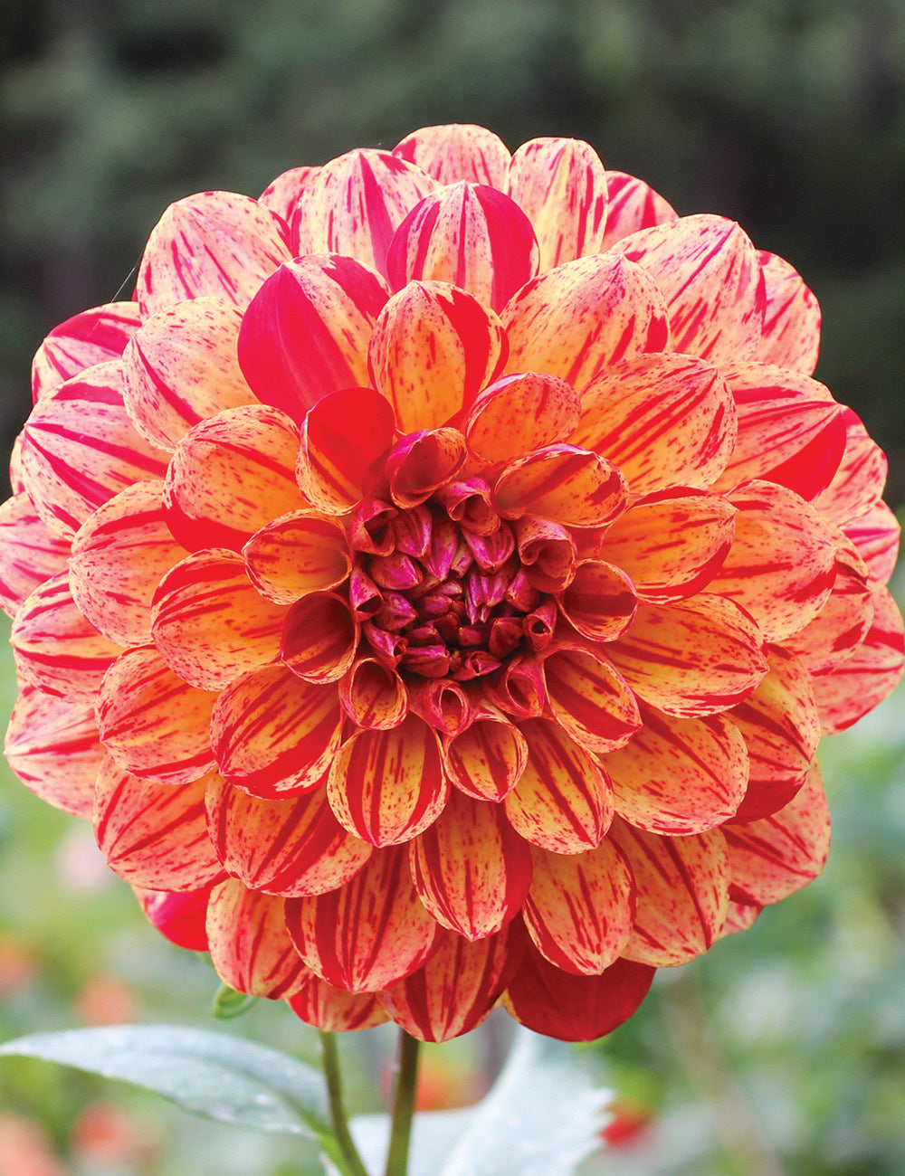 Dahlia- Bushfire (Tuber)