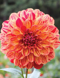 Dahlia- Bushfire (Tuber)
