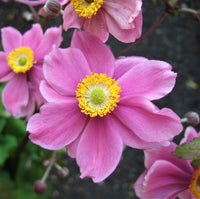 Serenade Japanese Anemone