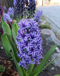 Hyacinth- Blue Pearl