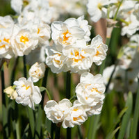 Jonquil- Bridal Crown