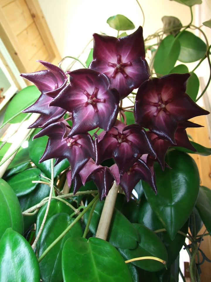 Organic Purple White Hoya Flower Seeds for Planting – Heirloom, Non-GMO