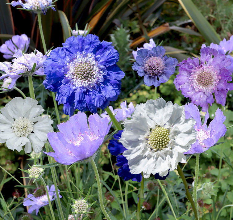 Isaac House Pincushion Flower Blend