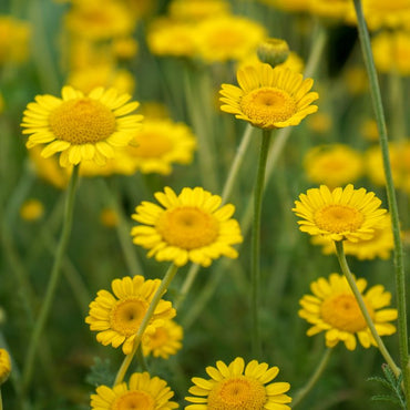Golden Marguerite- Kelawayi