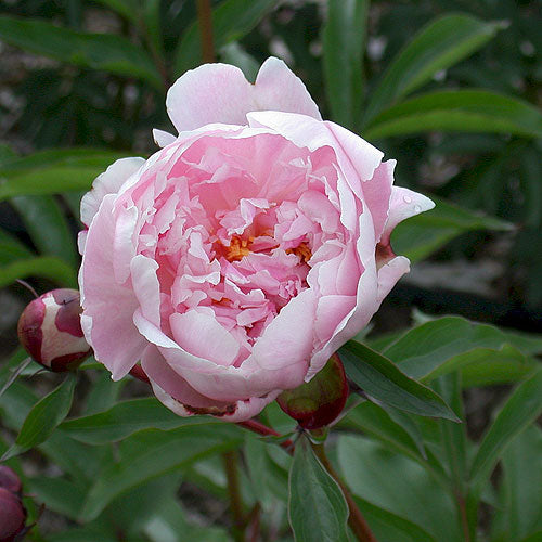 Reine Hortense Peony