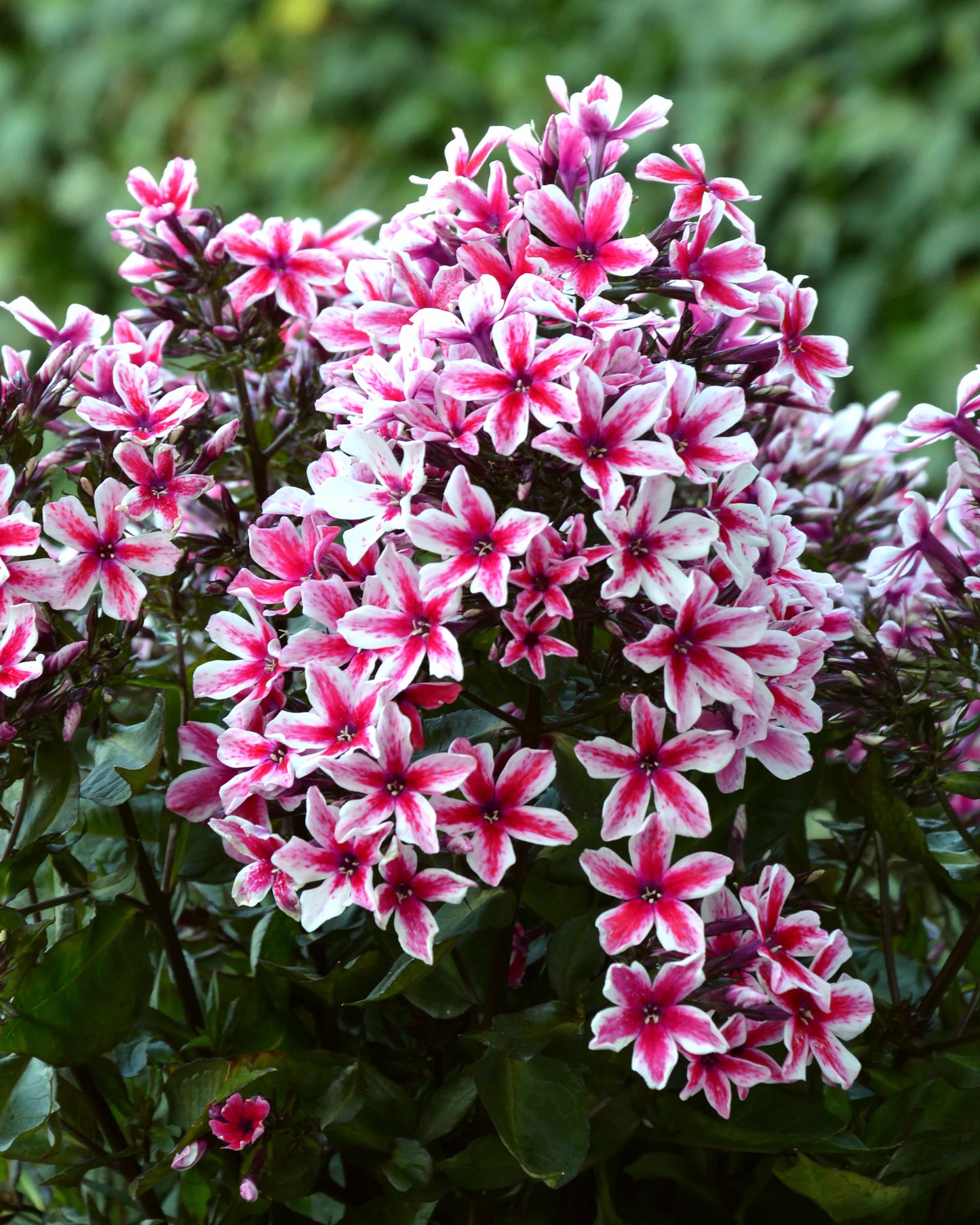 Palmyra Phlox