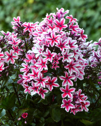 Palmyra Phlox