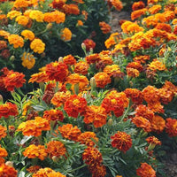 Marigold, French- Bonita Mix