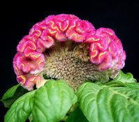 Cristata Flower Seeds – Heirloom Non-GMO Celosia Blooms for Colorful Garden Planting