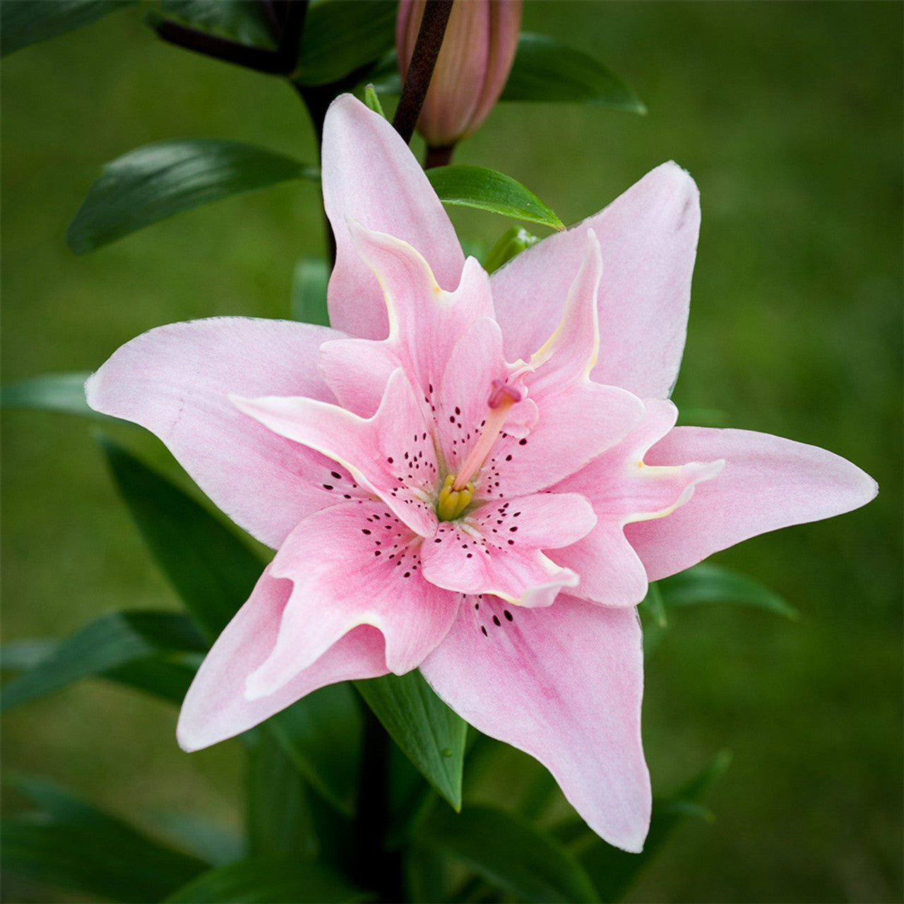 Double Asiatic Lily- Elodie