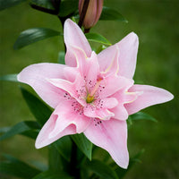 Double Asiatic Lily- Elodie