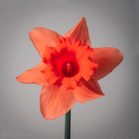 Red Daffodils Flower Seeds for Planting – Vibrant, Non-GMO, Heirloom Flower Seeds