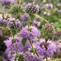 Heirloom Non-GMO Purple Pennyroyal Flower Seeds – Aromatic Blooms for Garden Planting