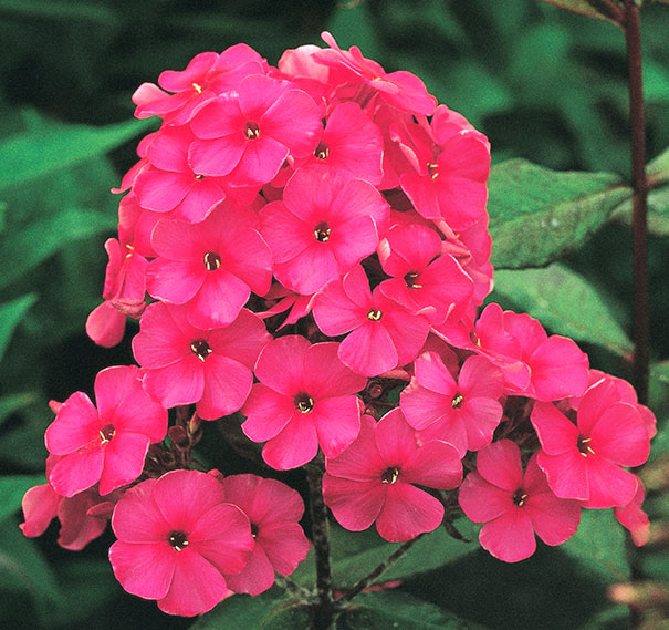 Starfire Phlox