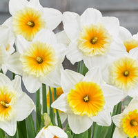 Slim Whitman Daffodil Seeds