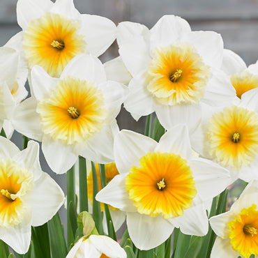 Slim Whitman Daffodil Seeds