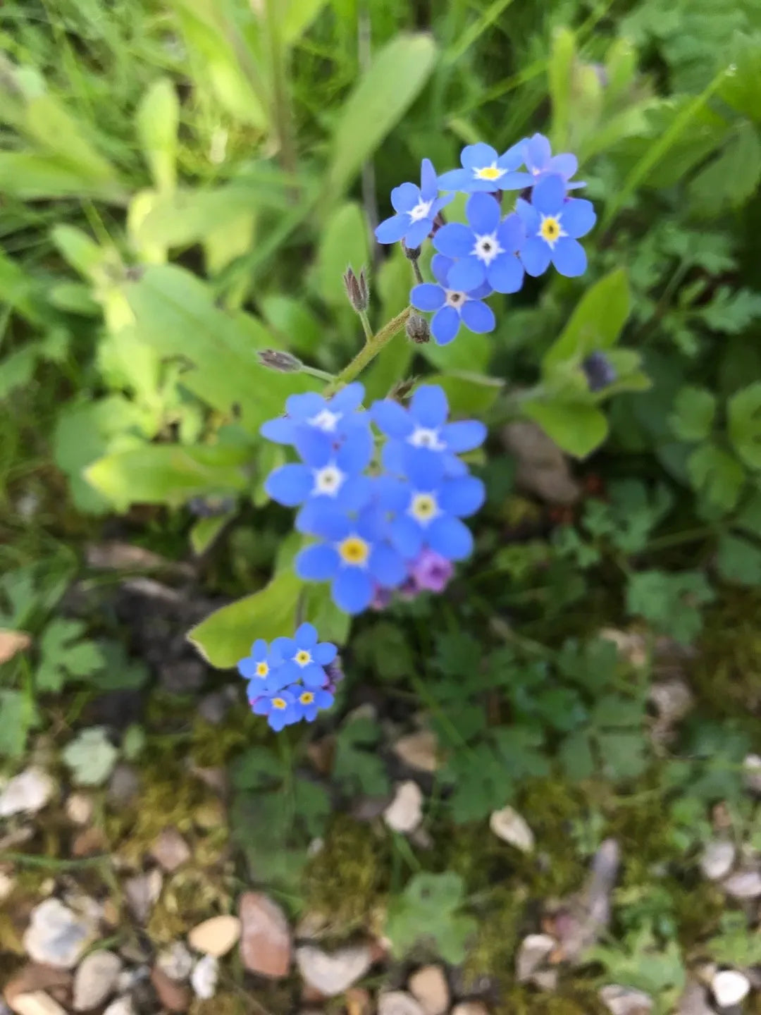 Forget Me Not- Blue Ball