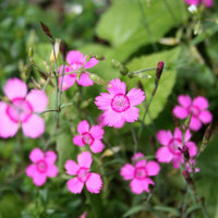 Dianthus- Microchip Mix