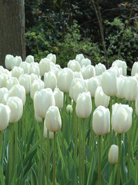 Clearwater Late-Blooming Tulip Seeds