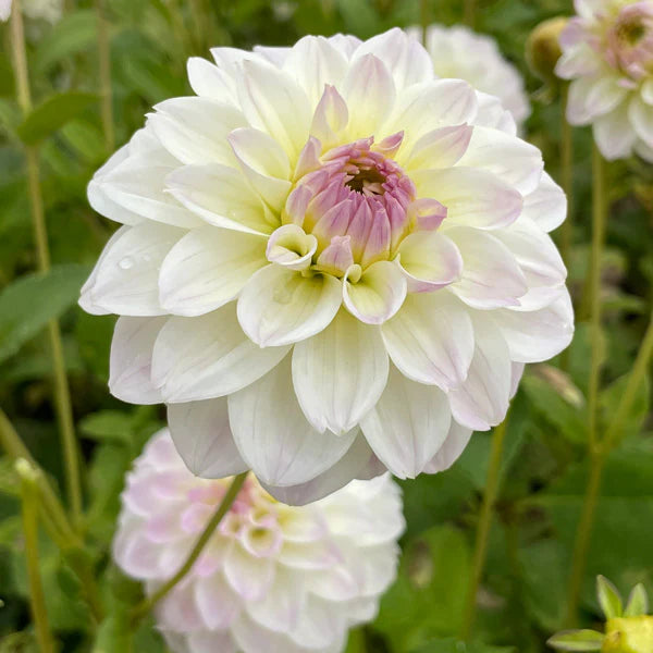 Dahlia- Cloe (Tuber)