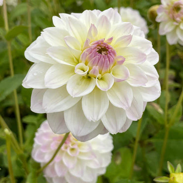 Dahlia- Cloe (Tuber)