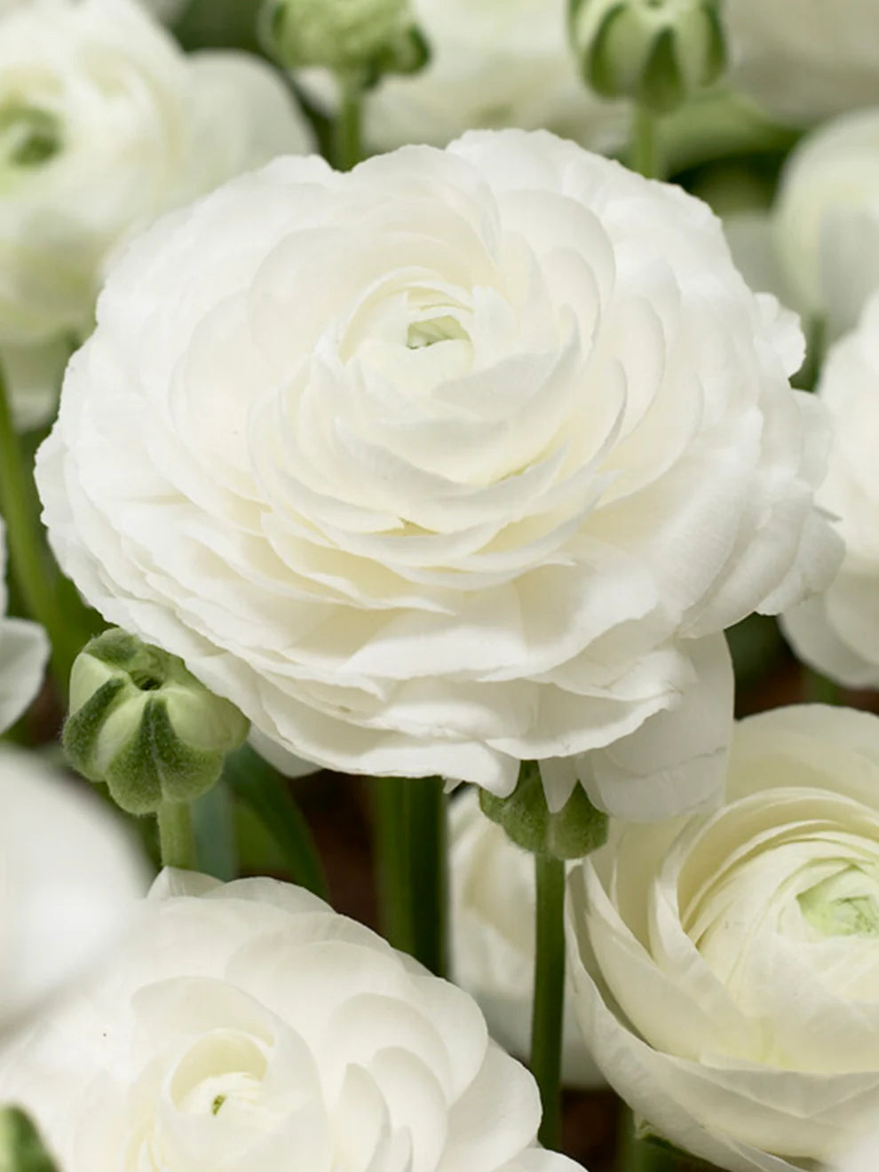 Ranunculus- Elegance Bianco 701-12