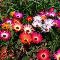 Ice Plant Mixed Seeds for Planting – Organic, Heirloom, Non-GMO Flower Seeds