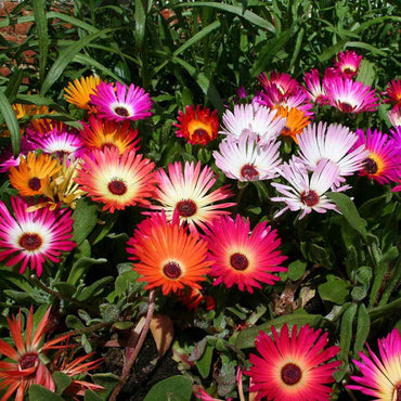 Ice Plant Mixed Seeds for Planting – Organic, Heirloom, Non-GMO Flower Seeds