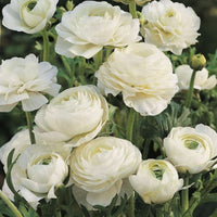 Ranunculus- Florentine White (Corm)