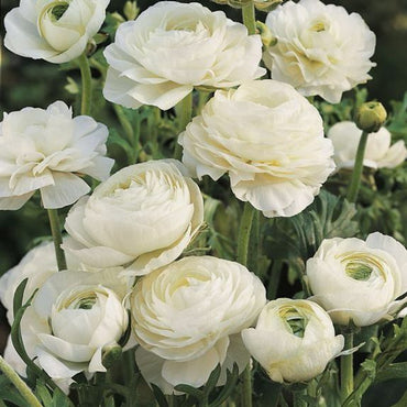 Ranunculus- Florentine White (Corm)