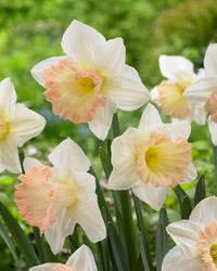 British Gamble Daffodil Seeds