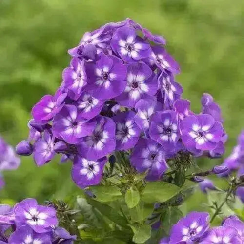 Cottage Garden Phlox Tree Collection