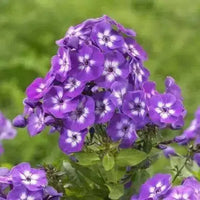 Cottage Garden Phlox Tree Collection