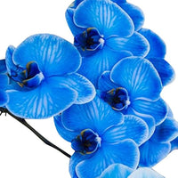 Organic Sky Blue Butterfly Orchid Flower Seeds for Planting – Heirloom, Non-GMO
