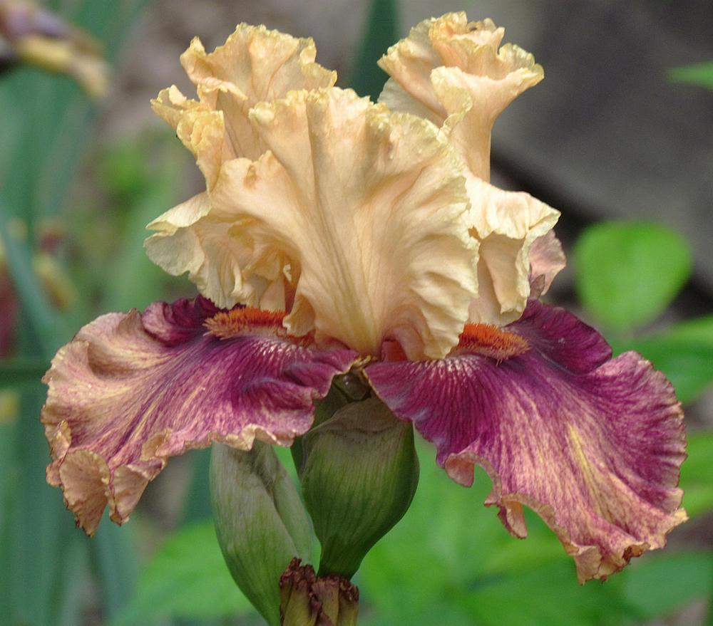 Italian Master Bearded Iris