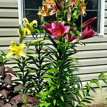 Classic Lily Tree Collection Seeds