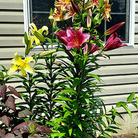 Classic Lily Tree Collection Seeds