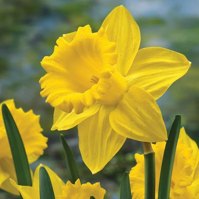 Golden Harvest Daffodil Seeds