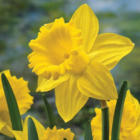 Golden Harvest Daffodil Seeds