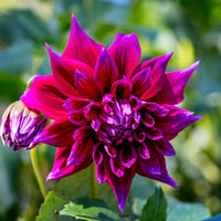 Dahlia- Winkie Bombadier (Tuber)