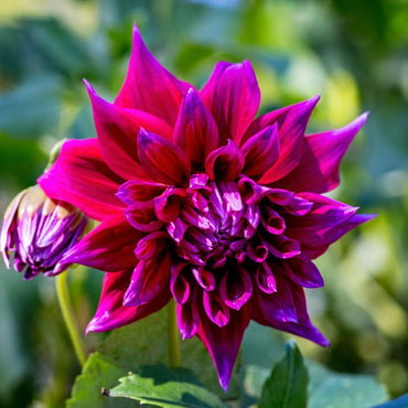 Dahlia- Winkie Bombadier (Tuber)